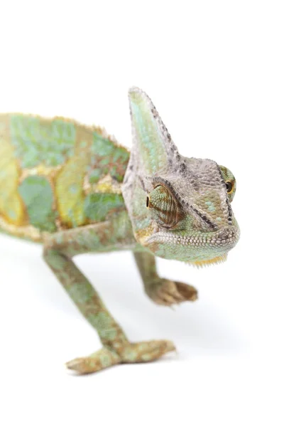 Zbliżenie Dużych Kameleon Siedzi Białym Tle — Zdjęcie stockowe