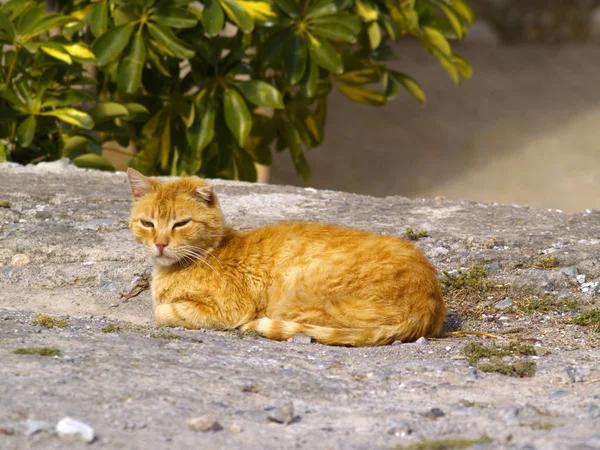 Közelről Aranyos Görög Kóbor Macska — Stock Fotó