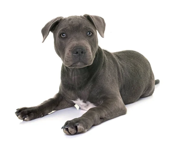 Puppy Staffordshire Bull Terrier Front White Background — Stock Photo, Image