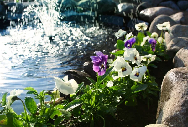Фиолетовые Цветы Цветут Возле Садового Фонтана — стоковое фото