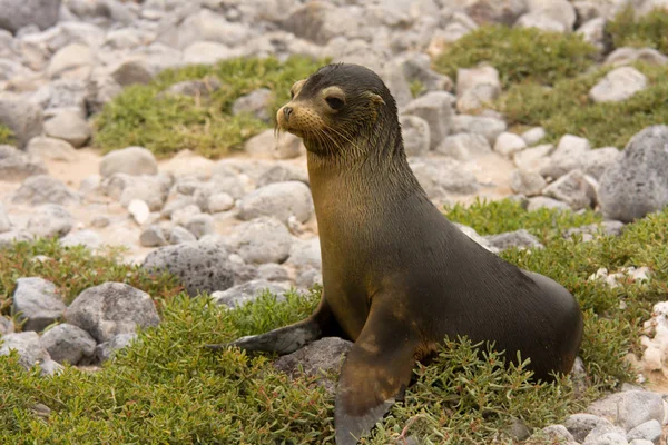 Leone Marino Delle Galapagos Zalophus Wollebaeki South Plaza Island Galapagos — Foto Stock