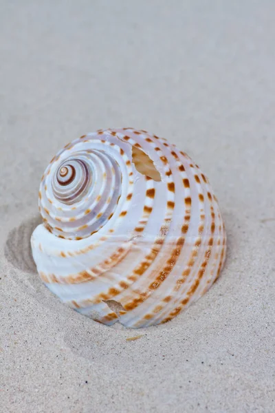 Coquillages Sur Sable — Photo