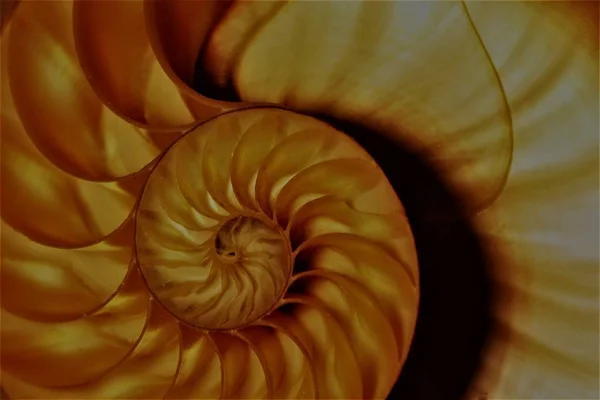 Nautilus Shell Symmetry Fibonacci Half Cross Section Spiral Golden Ratio Structure Growth Close Up Back Lit Mother Of Pearl Close Up Pompilius Nautilus Stock Foto Fotografia Imagen Fotografia Fotografia De Stock C