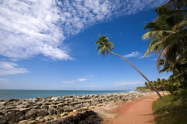 Зелена Самотня Пальма Пляжі Індії Над Синім Небом — стокове фото