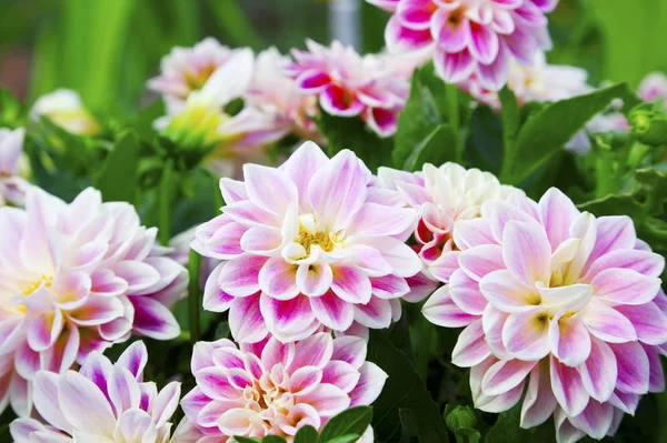 Rózsaszín Dahlia Eső Esik — Stock Fotó