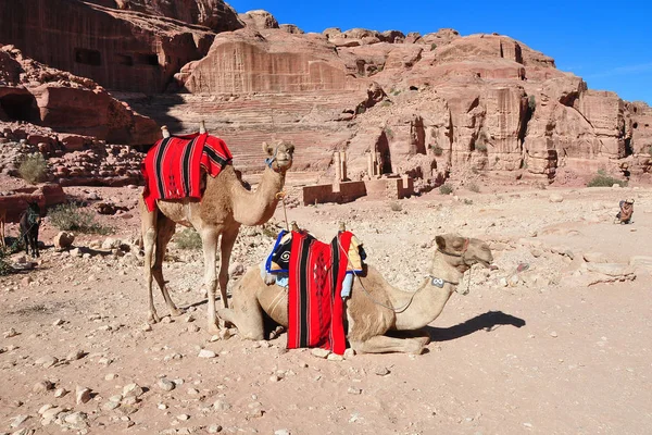 Dos Camellos Del Desierto Naturaleza — Foto de Stock