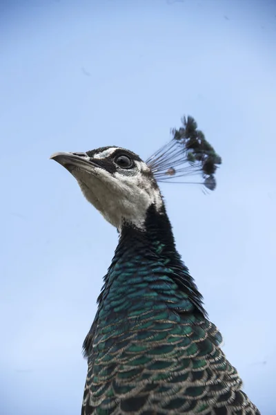 Pavão Com Uma Cabeça Branca — Fotografia de Stock