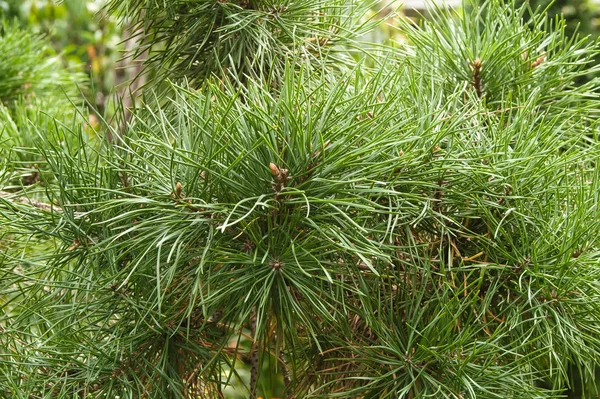 Young Beautiful Needles Green Color Fir Tree — Stock Photo, Image