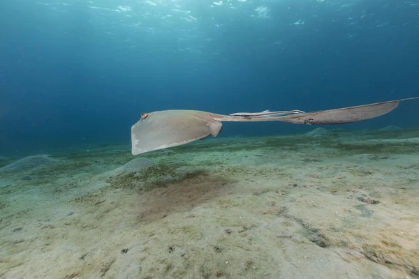 Fantail Stingray Rudém Moři — Stock fotografie