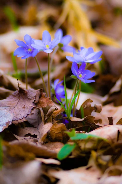 Blomster Som Farverig Baggrund Makro Foto Natur Serie - Stock-foto