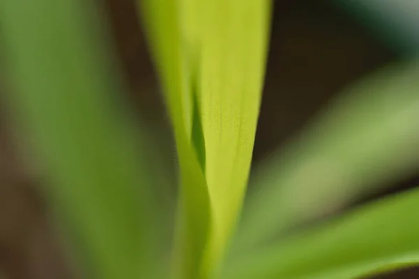 Textura Fondo Hierba Verde Macro Marco Horizontal — Foto de Stock