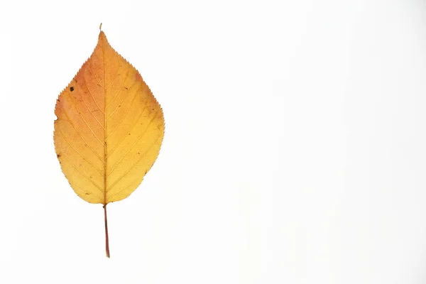 Fotografía Estudio Hojas Otoñales Fondo Blanco — Foto de Stock