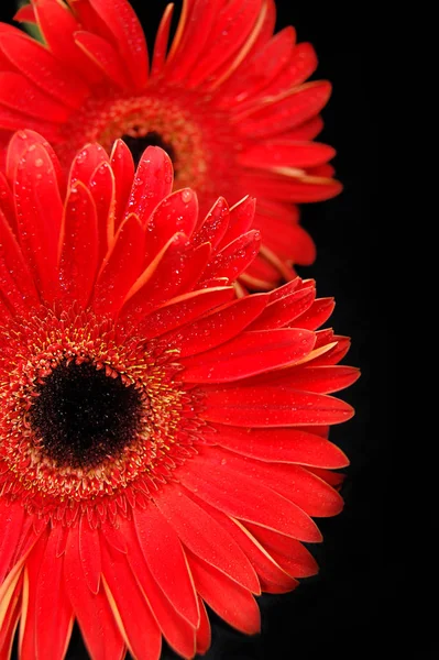 Flores Vermelhas Gerbera Fundo Preto — Fotografia de Stock