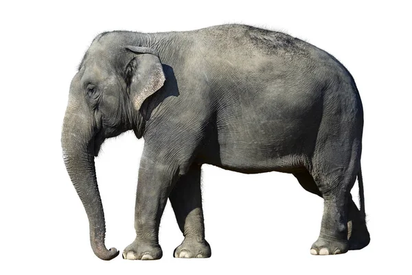 Africký Slon Zoo Izolovaných Bílém Pozadí — Stock fotografie