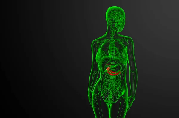 Απόδοση Ιατρικής Απεικόνισης Του Gallblader Και Της Pancrease Μπροστινής Προβολής — Φωτογραφία Αρχείου
