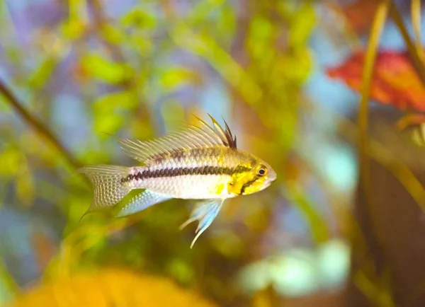 Apistogramma Çiklit Genellikle Ortak Adı Kakadu Cüce Çiklit Altında Bilinen — Stok fotoğraf