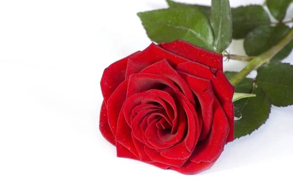 Krásná Červená Růže Bílém Pozadí — Stock fotografie