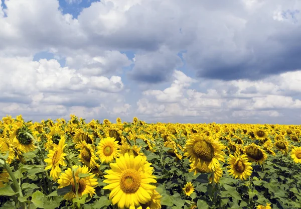 Slunečnicová Helianthus Anuus Pole Načechraná Oblaka Pozadí Ukrajina — Stock fotografie