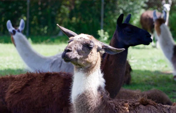 Lama Het Grasveld — Stockfoto