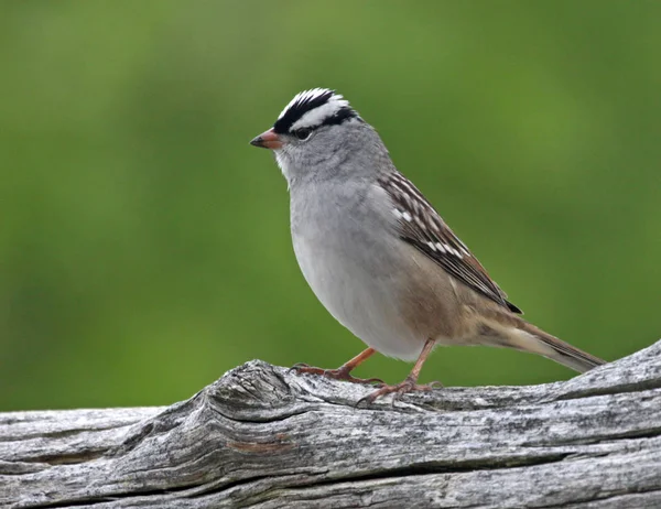 Perched White Crowned Sparrow Zonotrichia Leucophrys Sittings Log — Stock Photo, Image