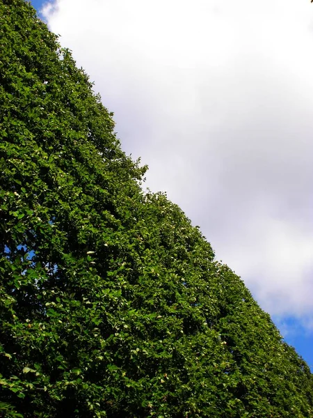 Mycket Höga Träd Skapar Grön Mur Löv Blå Himmel — Stockfoto