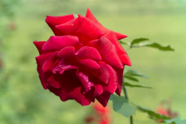 Закрытие Розы Природном Фоне — стоковое фото