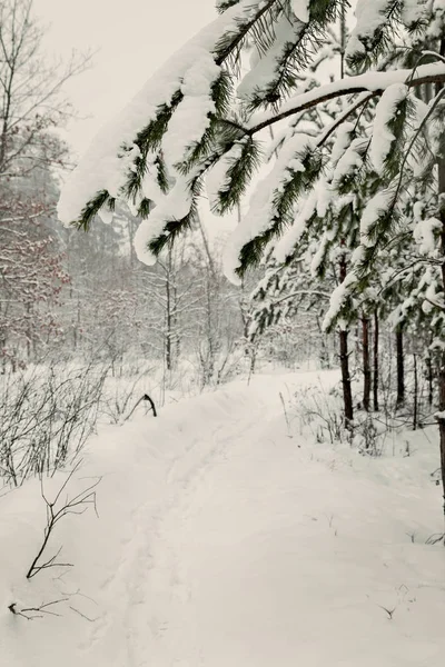 雪松林景观在早晨 — 图库照片