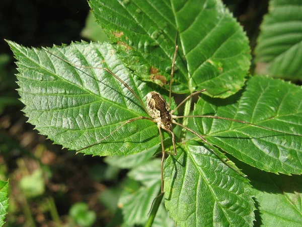 Aranha Com Pernas Longas Folha — Fotografia de Stock