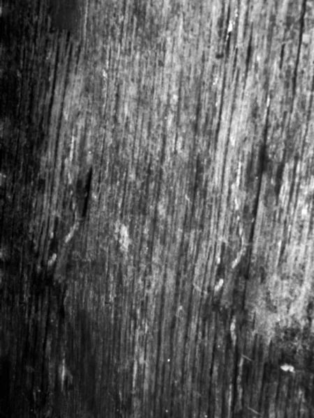 오래된 줄기의 — 스톡 사진