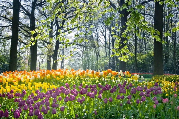 Tavaszi Virágok Tulipán Nárciszok Április Fény — Stock Fotó