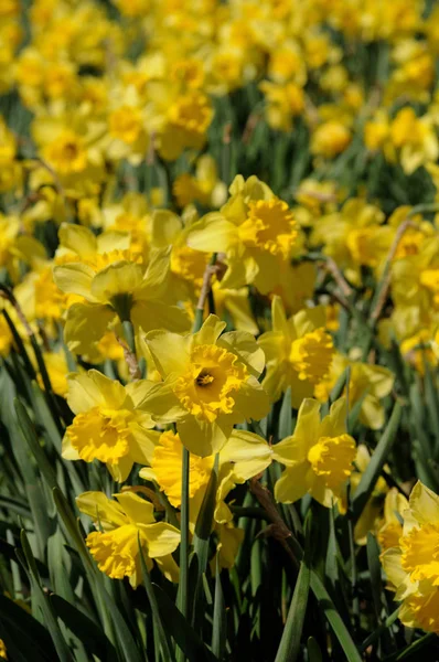 Flores Daffodil Plena Floração Início Primavera — Fotografia de Stock