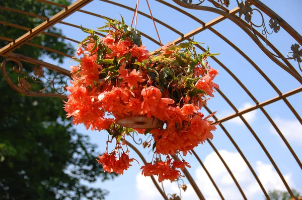 Eine Dekoration Garten Mit Einer Topfblume — Stockfoto