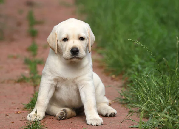 Amarelo Labrador Filhote Cachorro Sentado Fundo Azul Fechar — Fotografia de Stock