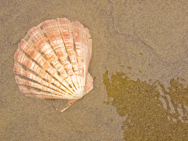 ぬれた砂浜でホタテ貝殻 — ストック写真