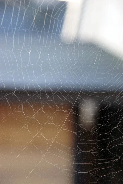 Une Toile Araignées Restant Forte Pendant Une Douche Effet Pluie — Photo