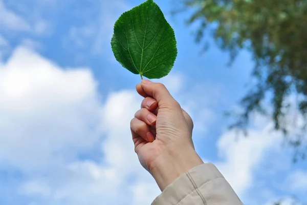 Blad Handen Himmel Bakgrund — Stockfoto