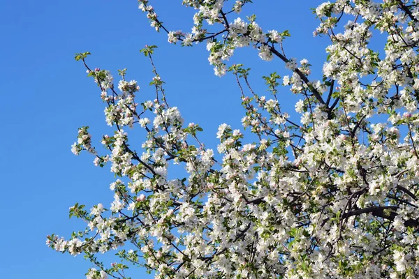 Fresh Joyful Spring Colorful Spring Apple Season Great — Stock Photo, Image