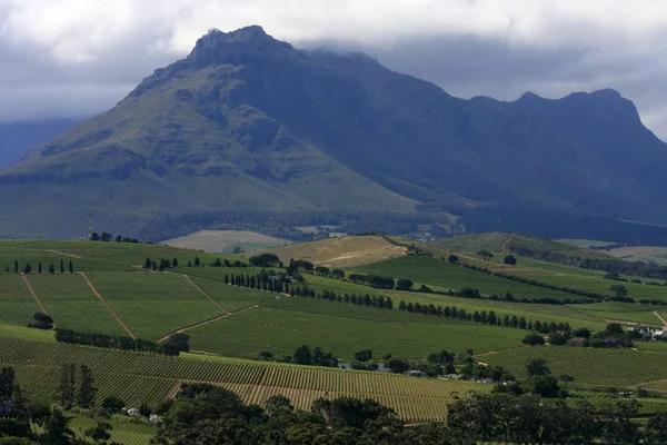 Paesaggio Vigneti Aziende Agricole Stellenbosch — Foto Stock