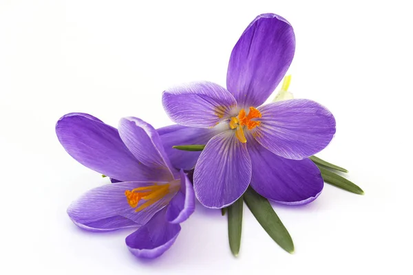 Sáfrány Virágok Tavasz — Stock Fotó