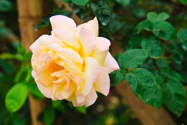 Rosas Amarillas Gigantes Llamadas Sunflare Rose — Foto de Stock