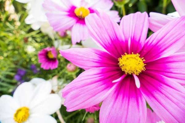 Yaz Aylarında Güzel Pembe Çiçek Çiçeklenme — Stok fotoğraf