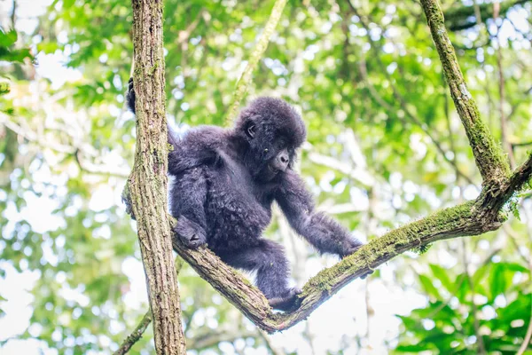 Baby Gorilla Montagna Che Gioca Albero Nel Parco Nazionale Virunga — Foto Stock