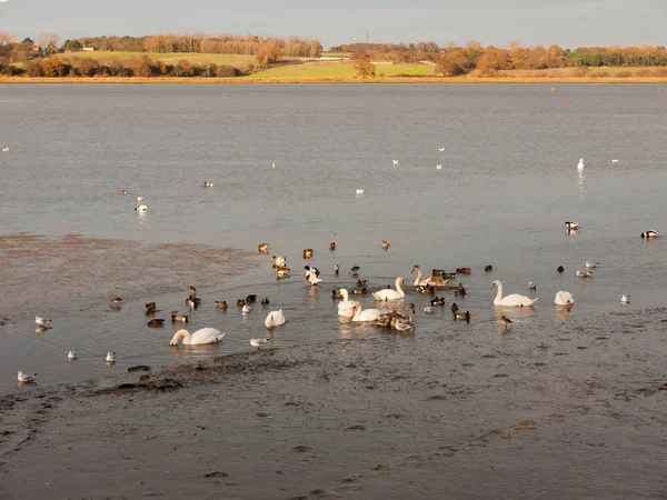 Cisnes Gansos Aves Patos Animales Mar Marea Hacia Fuera Costa — Foto de Stock