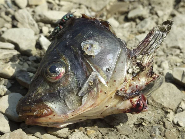 Dead fish on the river rocks.