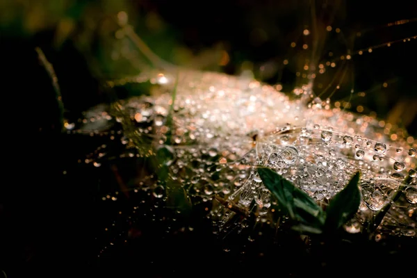 Gota Hoja Con Luz Solar — Foto de Stock