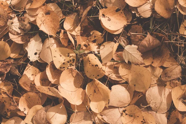Podzimní Listí Pozadí Připravené Designový Prvek Barevné Korekce Tónování — Stock fotografie
