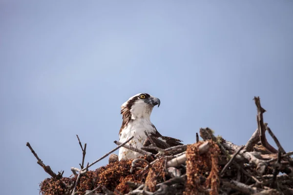 Osprey Vágómadár Pandion Haliaetus Egy Fészekben Mezítláb Beach Bonita Springs — Stock Fotó