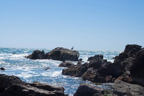 Pelícano Sobre Rocas Costa Mazatlán — Foto de Stock