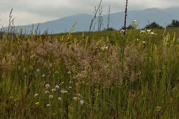 Prairie Été Avec Différentes Herbes Fleurs Sauvages Plana Mountain Bulgarie — Photo