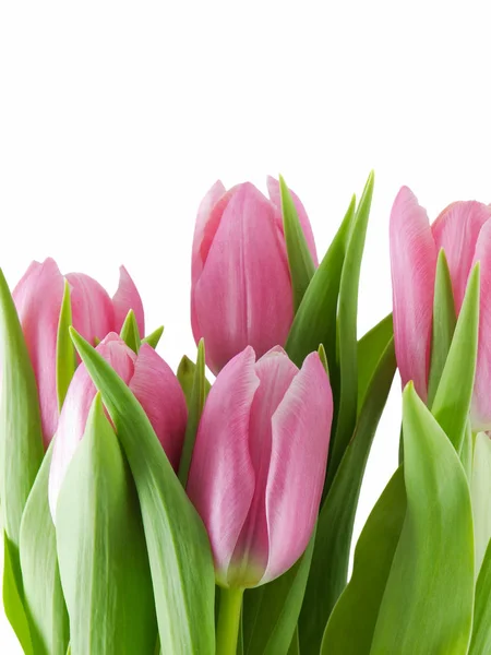 Рожеві Тюльпани Ізольовані Білому Фоні — стокове фото